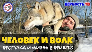 Волк Хук. Смоленские волки - прогулка и жизнь в приюте. Помощь животным.