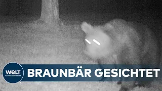 BRAUNBÄR IN OBERBAYERN GESICHTET: Trittspuren im Schnee entdeckt