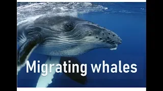 Migrating whales