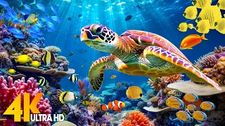 Ocean 4K - Sea Animals for Relaxation, Beautiful Coral Reef Fish in Aquarium (4K Video Ultra HD)