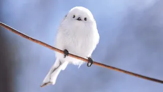 【激レアの撮影裏側】シマエナガに会いに行く！ Let's go take a picture of long-tailed tit📷