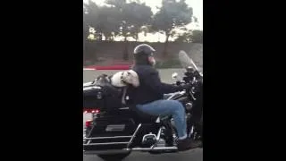 Dog on a Hog with Happy Biker