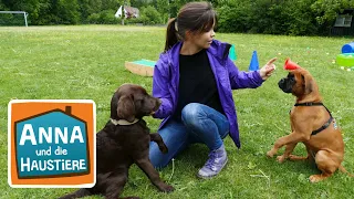 Ein Tag in der Hundeschule | Information für Kinder | Anna und die Haustiere | Spezial