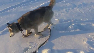 Смеялась до слез - Хаски зарывается в снегу