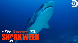 Robert Irwin's Jaw-Dropping Shark Encounter | Shark Week | Discovery