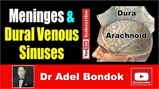 Meninges and Dural Venous Sinuses, Dr Adel Bondok