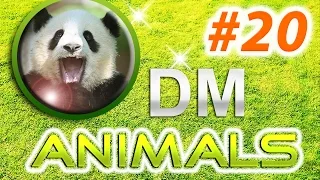 Funny animals compilation July 2014 / Приколы с животными подборка июль 2014