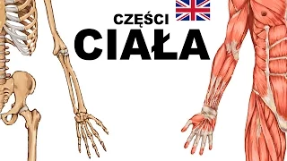 Learn Polish Vocabulary - Parts of the body 6 (Części ciała)
