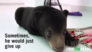 Bear Cub Learns to Walk