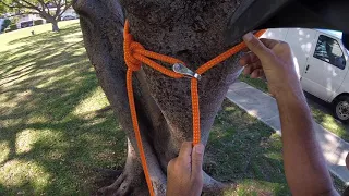 Cinching spar anchors for SRT tree work.