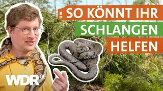 Schlangen: Wo du sie treffen kannst und wie du dich verhalten solltest | neuneinhalb | WDR