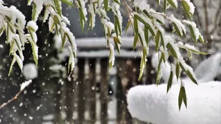 Адамо Салваторе "Падает снег".  Tombe la neige.