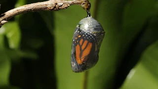 Monarch butterfly emerging time lapse