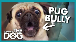 Pug Rules the House With Fear | It's Me or the Dog