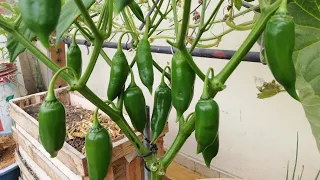 CUIDADOS DEL AJI AMARILLO EN MACETA , MANTENIMIENTO DE FRUCTIFICACION