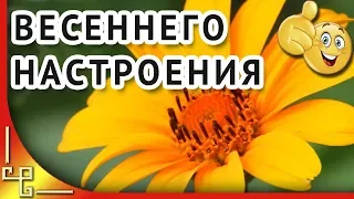 Весеннего настроения. Только для женщин и для девушек!