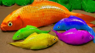 Stop Motion ASMR  - Catfish chasing Colorful Koi | Mukbang Mud Experiment Primitive Cooking