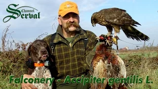 Hari Herak & Falconery - Hunting  pheasants with goshawk