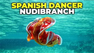 Spanish Dancer Nudibranch #shorts