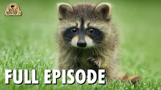 Wild America (1983) | S12 E2 'Backyard Wildlife' | Full Episode | FANGS