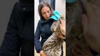 Непоседливый рысёнок Локи играет на публику 😽