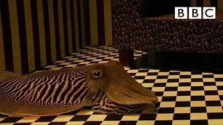 Can Cuttlefish camouflage in a living room? | Richard Hammond's Miracles of Nature - BBC