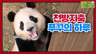 (SUB) Kid Panda Understands Korean And Plays Pranks│ Panda World🐼