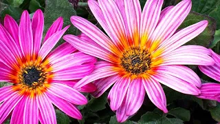 Sow this flower on seedlings or directly into the garden and admire the blooms until frost!