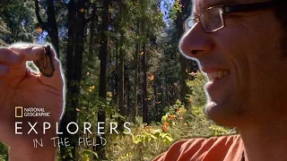 Butterfly Surveillance | Explorers in the Field