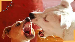Dog Barking Compilation 2020 | Best dogs barking sounds! All types of Barks!