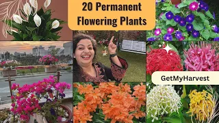 20 Low Maintenance Permanent Flowering Plants | साल दर साल फूल देंगे ये पौधे #flowergarden