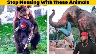 12 Times Animals Took Revenge On Humans | REACTION