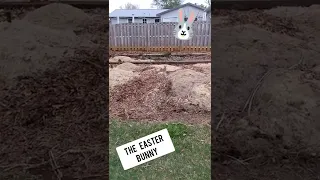 Easter Bunny Caught On Camera