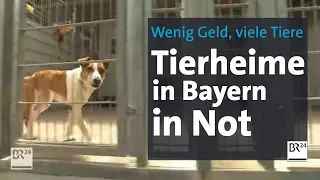 Wenig Geld, viele Tiere: Bayerische Tierheime in Not | Abendschau | BR24