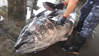 How to cut 300 kg giant bluefin tuna / Fish cutting skills - Taiwanese food