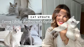 NEW CAT UPDATE | WHAT'S IT LIKE OWNING A RAGDOLL AND TWO BRITISH SHORTHAIRS