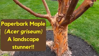 A quick tour of Acer Griseum (Paperbark Maple) | Hobby Bobby