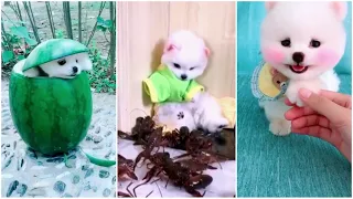 Tik Tok Cho Phoc Soc Mini 🥰Funny and Cute Pomeranian Vibeos Compilation#6