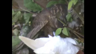 Sparrowhawk and Dove