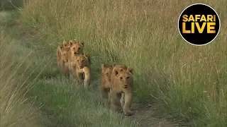 safariLIVE - Sunrise Safari - July 17, 2019