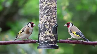 The Most Beautiful Birds Collection 8K ULTRA HD / 8K TV - Amazing Largest Birds of The World