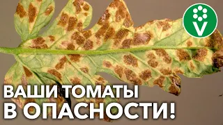 КЛАДОСПОРИОЗ НА ТОМАТАХ?! Сделайте ТАК и вы победите коварное заболевание!