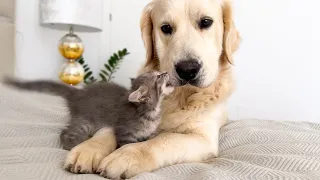 Poor Golden Retriever Attacked by a Tiny Kitten