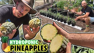 How to Propagate Hydroponic Pineapples