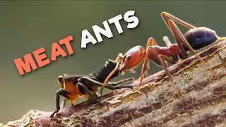 Meat Ants | The Kickboxing Ants From Down Under