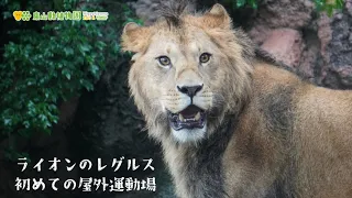 【東山動植物園公式】レグルス、初めての屋外運動場 《 ライオン 》