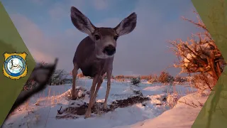 Mule Deer Migration - Baggs Mule Deer Migration Corridor