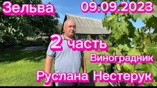 #8 09.09.2023 часть 2/2 в гостях на винограднике Руслана Нестерук.