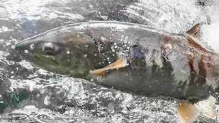 Salmon swim upstream in Bihoro  20221026