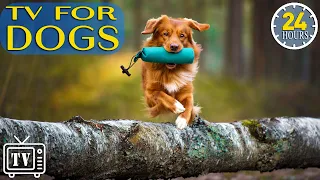 24 Hours of Anti Anxiety Music for Dogs: Virtual Dog TV & Boredom Busting Videos for Dog with Music